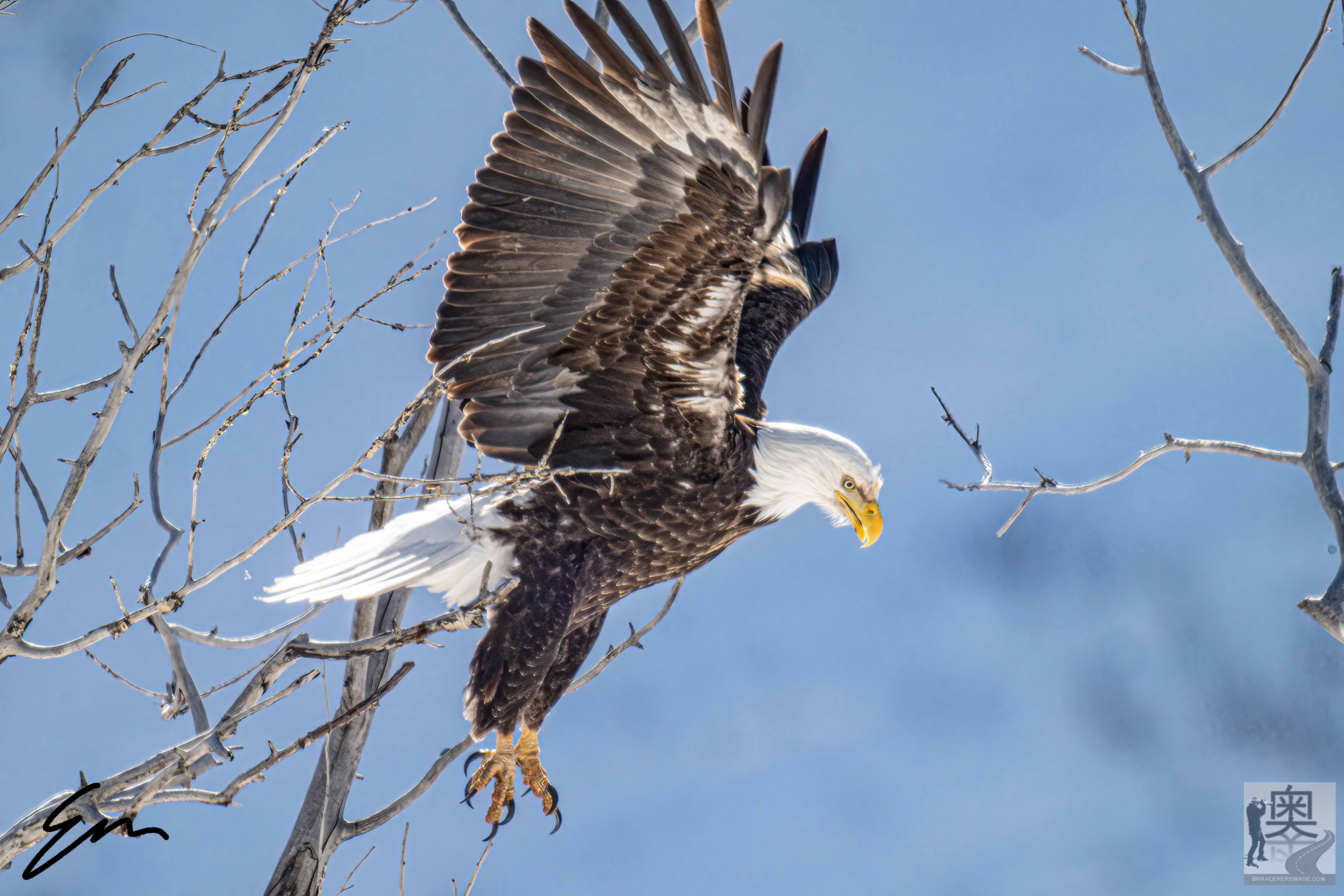 Eagle Sample Bald Eagle Taking Off_sample – Wanderersimage® Blog